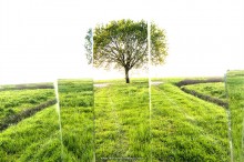 Come alberi che camminano