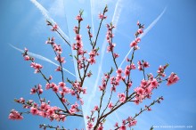 Pasqua 2015