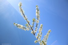 IMG_0827