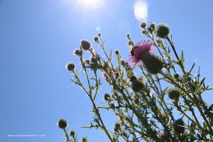 IMG_5083