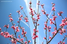 Specchio-fiori_IMG_0535