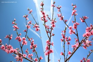Specchio-fiori_IMG_0535