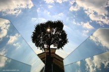 albero-frammento_IMG_7979