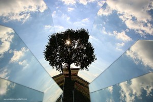albero-frammento_IMG_7979