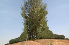 beni_comunali_IMG_1545