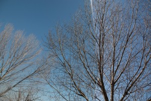 Alberi a Mantova