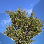 albero-frammento_IMG_7850