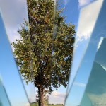 albero-frammento_IMG_7901