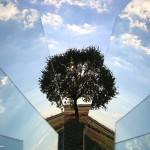 albero-frammento_IMG_7972