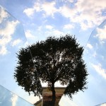 albero-frammento_IMG_7992