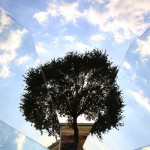 albero-frammento_IMG_7992