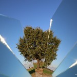 albero-frammento_IMG_8066