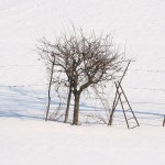 neve_IMG_2697